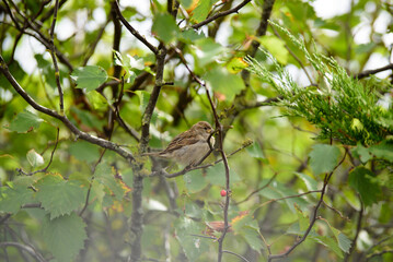 house sparrow sitting on a tree branch on a sunny summer day