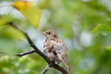 house sparrow sitting on a tree branch on a sunny summer day