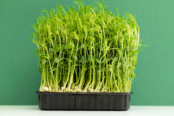 Growing pea sprouts in black soil. Healthy eating, vegetarian concept. On green background
