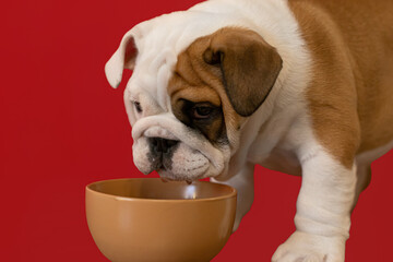 Cute English bulldog puppy. Pets. A thoroughbred dog drinks water from a bowl