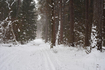winter forest, empty winter road