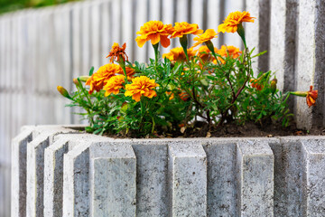 Fototapeta na wymiar Flower bed with marigolds in an urban environment. Background with selective focus and copy space