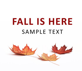 Autumn leaves lie on a white floor. Fall composition with colorful leaves and copy space for Autumn Sale or poster.
