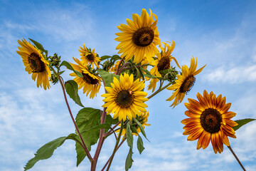 Sunflowers against the sky with hidden bees