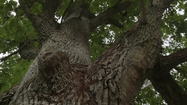 Look up under an old huge tree. large trunk and dense crown of oak.