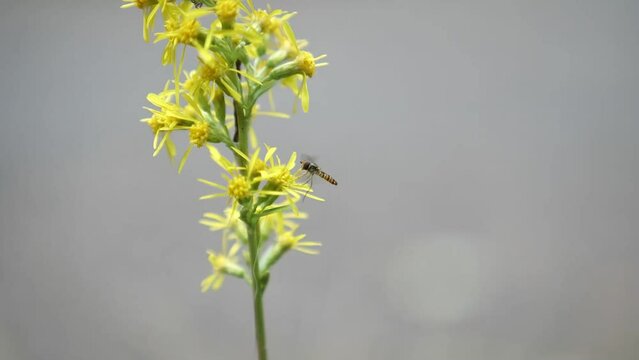 Slow motion video of hover fly on a flower