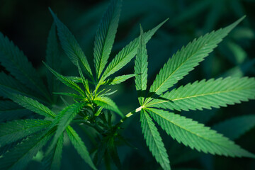 Naklejka na ściany i meble Marijuana cannabis leaves on a black background.