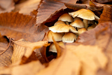 ground full of autumn leaves