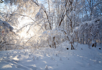 Winter landscape with trees covered with hoarfrost on sunny day