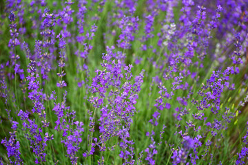 Purple violet color lavender flower field closeup background.