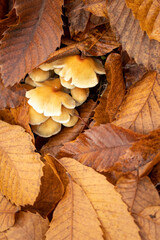 ground full of autumn leaves