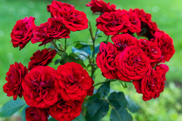 Red Rose Bush. lots of red rosebuds close-up. The concept of gardening