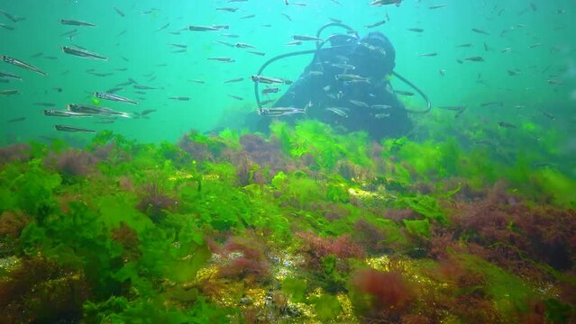 Photosynthesis in the sea, A diver touches oxygen bubbles synthesized by algae. Green and red  algae on underwater rocks Black Sea