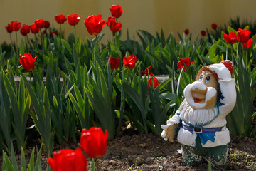  gnome unusual red tulips grow in the garden