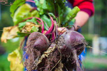 Farmer's hands harvest crop of beet in the garden. Plantation work. Autumn harvest and healthy organic food concept close up with selective focus