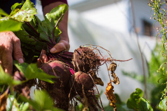 Farmer's hands harvest crop of beet in the garden. Plantation work. Autumn harvest and healthy organic food concept close up with selective focus