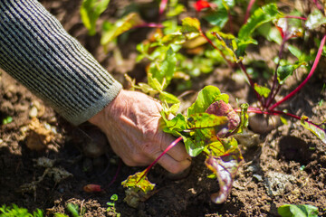 Fototapeta premium Farmer's hands harvest crop of beet in the garden. Plantation work. Autumn harvest and healthy organic food concept close up with selective focus