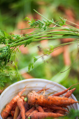 Carrot harvest collected in the garden. Plantation work. Autumn harvest and healthy organic food concept close up with selective focus