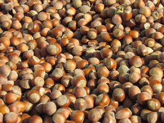 pile of fresh shelled hazelnuts