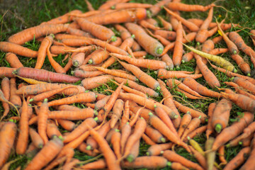 Carrot harvest collected in the garden. Plantation work. Autumn harvest and healthy organic food concept close up with selective focus