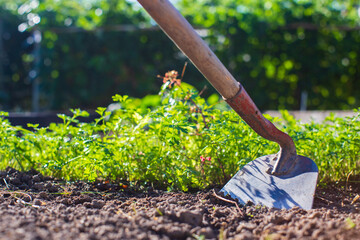 Farmer cultivating land in the garden with hand tools. Soil loosening. Gardening concept....
