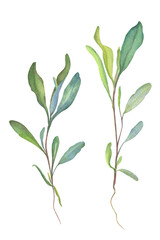 Field plant stem with leaves and roots