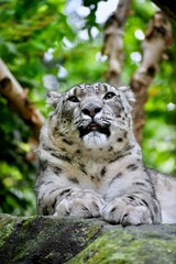 snow leopard portrait