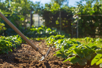Farmer cultivating land in the garden with hand tools. Soil loosening. Gardening concept....