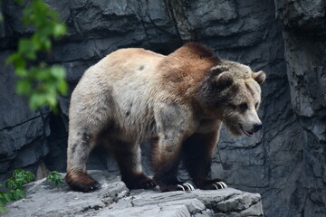 brown grizzly bear on rock