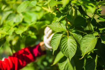 Obraz premium Farmer's hand touches agricultural crops close up. Growing vegetables in the garden. Harvest care and maintenance. Environmentally friendly products