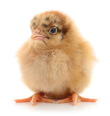 Obraz premium Small brown chicken