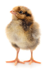 Obraz premium Small brown chicken