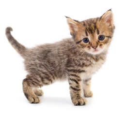 Kitten on white background.