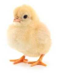 Small yellow chicken