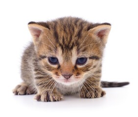 Fototapeta premium Kitten on white background.