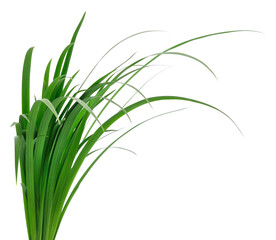 Fototapeta premium Green grass leaves.