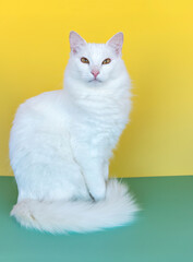 White cat in green and yellow background, September 7th, Brazil's independence day
