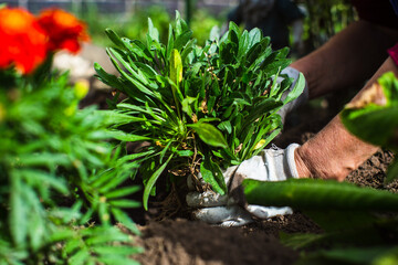 Planting flowers by a farmer in the garden bed of a country house. Garden seasonal work concept. Hands close up