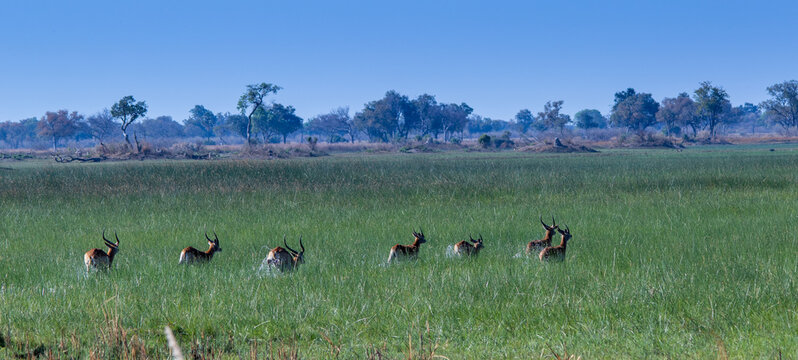 Red lechwe antelope runs through a wetland in the Okavango Delta in Botswana