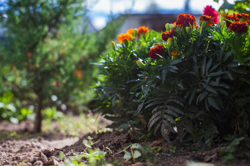 Fototapeta na wymiar Background panorama of flowers in a bed near the house. Beautiful natural countryside landscape with strong blurry background