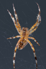 spider on a web
