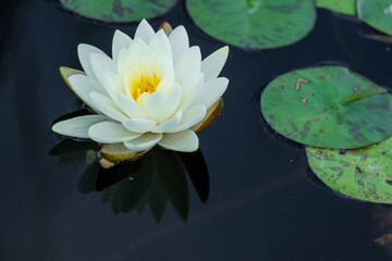 white water lily