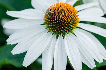 daisy in the garden