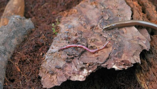 Slow Worm Crawling On The Ground Close-Up She Sticks Out Her Tongue Sniffig
