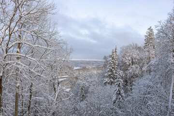 Winter background, landscape. Winter trees in wonderland. Winter scene.