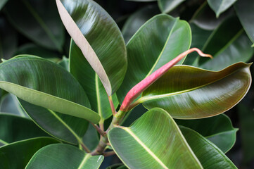 The deep red shiny leaves of Ficus elastica, Rubber Plant, growing outdoors in Fuerteventura, Canary Islands, Spain