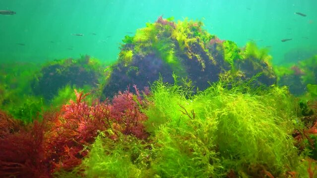 Green and red algae on underwater rocks (Enteromorpha, Ulva, Ceramium, Polisiphonia), Black Sea