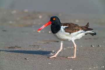 American oystercatcher