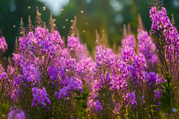 Fototapeta na wymiar Purple flowers in field at sunrise