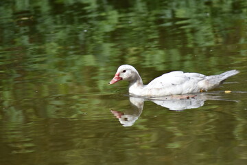 Pato blanco nadando en un estanque con reflejo en el agua